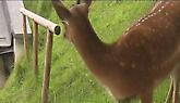 video title