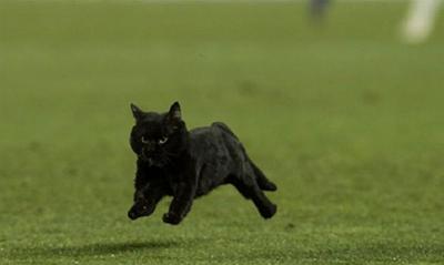 Μία μαύρη γάτα στο Καμπ Νου!
