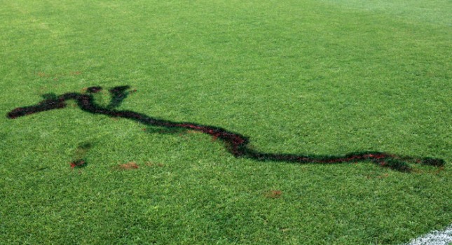 Photo: (Action Images)