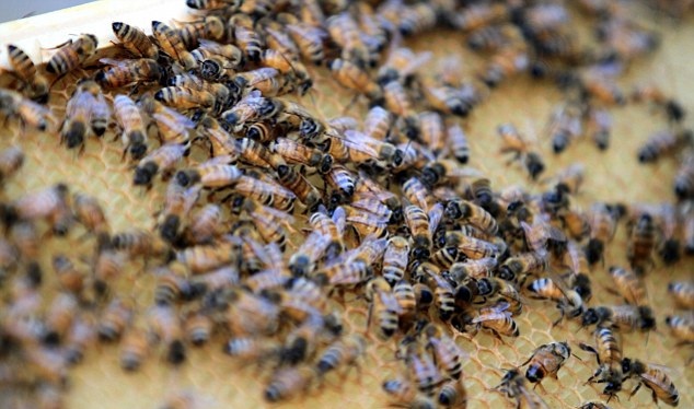 «Ντου» από μέλισσες σε ποδοσφαιρικό αγώνα (video)