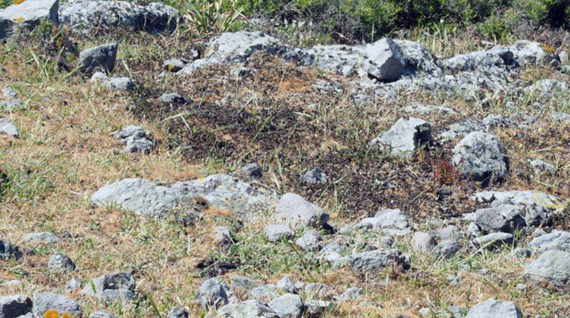Φωτογραφίες: Εκατομμύρια ακρίδες «κάλυψαν» τον Άγιο Ευστράτιο