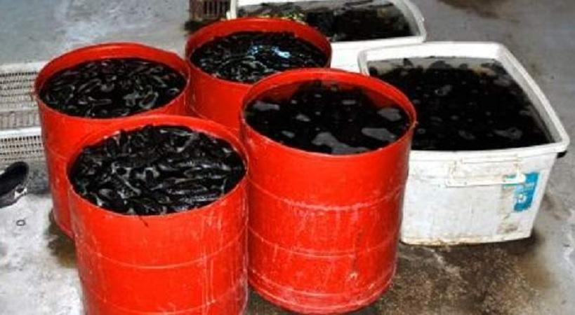 Κινέζοι είχαν «ρημάξει» τον Μαλλιακό: Ψάρευαν «αγγούρια της θάλασσας» που κοστίζουν 1.000 ευρώ