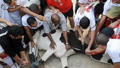 Θυσία αγελάδας στην προπόνηση της Αιγύπτου!