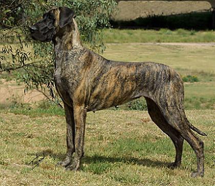 Μάζεψε 11.000 ευρώ για να σώσει το σκυλί της…