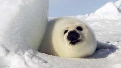 Όχι άλλο αίμα στους πάγους