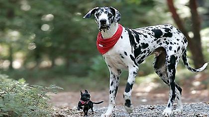 Το ψηλότερο σκυλί!