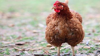 Φτερά κότας στο ρεζερβουάρ!