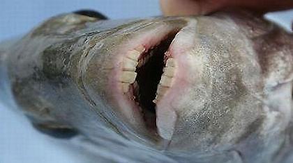 Ψάρι με ανθρώπινα δόντια!