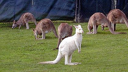 Το τέταρτο λευκό καγκουρό