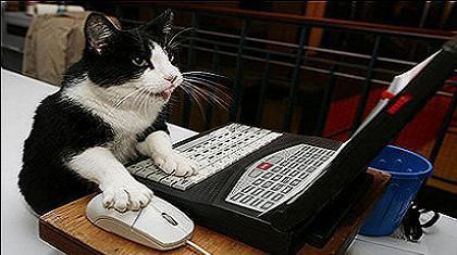 Εγκέφαλος πορνογραφίας μία γάτα!