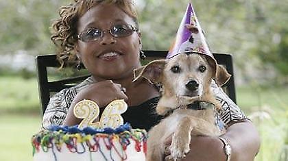 Ο σκύλος κι αν εγέρασε...