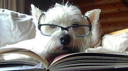 Σκύλος με μυαλό μικρού παιδιού!