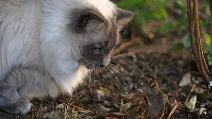 Είδε τα μουστάκια του και το ' βαλε στα πόδια!