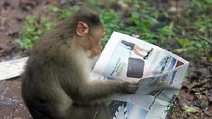 Ε, μαϊμού είσαι εκεί;