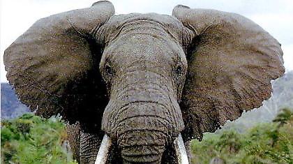 Ένας ελέφαντας κυνήγησε τον Ανρί (video)!