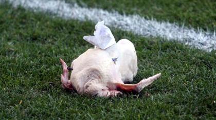 «Τα κοτόπουλα ήταν για το σπίτι…»