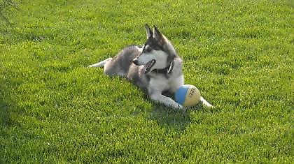 Σκύλος λέει …i love you (video)!