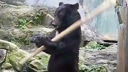 Ζόρικο το… αρκουδάκι! (video)