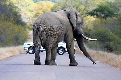 Πού πάει το παχύδερμο (video);