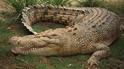 Με την ευχή του κροκόδειλου!