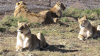Σαφάρι στη χώρα του Μουντιάλ (photos)