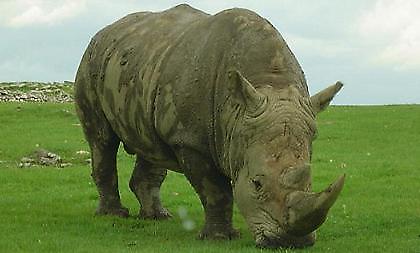 Ανάθεμα το κέρατο!