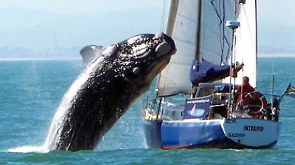 Ατίθαση και επικίνδυνα… παιχνιδιάρα