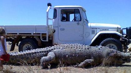 Τι κροκοδειλ-ΑΡΑ είναι τούτη!