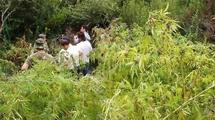 Γριούλα καλλιεργούσε χασισοφυτεία!