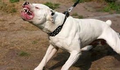 Έβαλε τον σκύλο να επιτεθεί σε αστυνομικούς