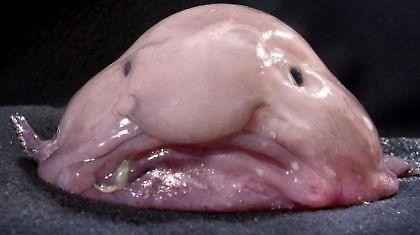 Το πιο άσχημο πλάσμα στον κόσμο εξαφανίζεται