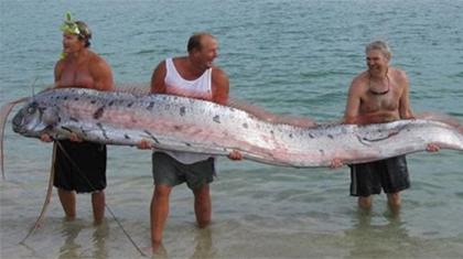 Μπακαλιάρος 393 κιλά