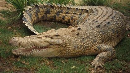 Κροκόδειλος προκάλεσε συντριβή αεροπλάνου