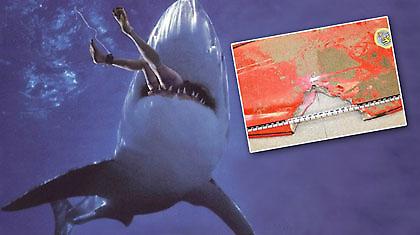 «Βοήθεια φίλε!»… και χάθηκε στα σαγόνια του καρχαρία