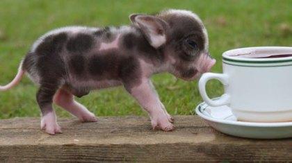 Γουρουνάκια… τσέπης για το σπίτι!