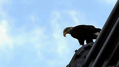 «Απεργία» ο αετός της Λάτσιο! (pics)