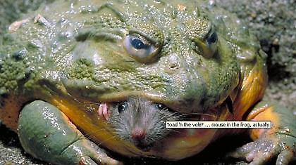 «Α, το… καημένο το ποντικάκι»