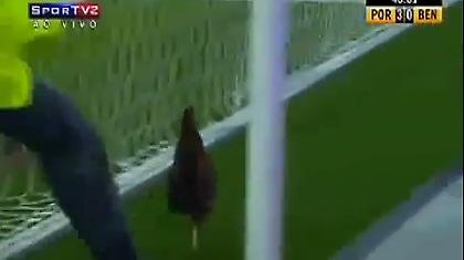 Του πέταξαν κοτόπουλο και μπαλάκια γκολφ!  (video)