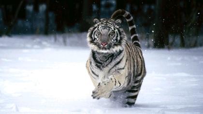 Ρωσίδα είχε για κατοικίδιο... τίγρη της Σιβηρίας!