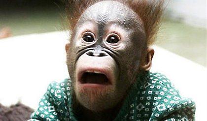 «Ξαναχτύπησε» ο εισαγγελέας-«μαϊμού»