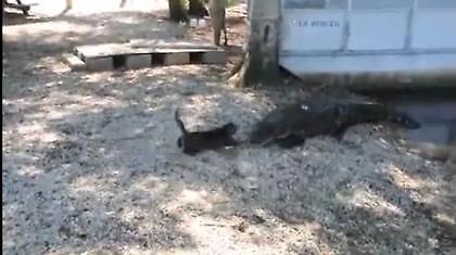 Τσου ρε (κροκοδει)λάκι!