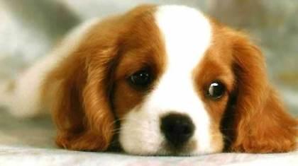 Έγδαραν ζωντανό κουτάβι 3 μηνών!