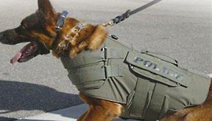 7.000 υπογραφές κατά του βοσκού που τύφλωσε τον σκύλο του!