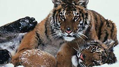 Θα εξαφανισθεί τη «Χρονιά της Τίγρης»!