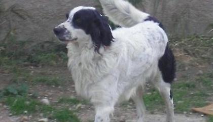 «Να τιμωρηθεί ο βοσκός στην Κρήτη»