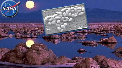 Στο ίδιο μας το σπίτι ευδοκιμεί το «θαύμα της ζωής»