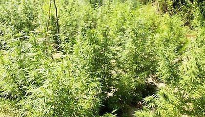 Βρήκαν λεηλατημένη χασισοφυτεία στην Ηλεία