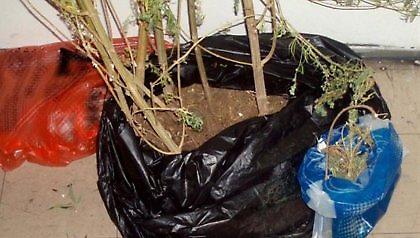 Στόλισε... χασισόδεντρο για τα Χριστούγεννα!