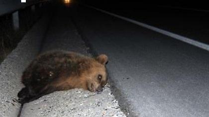 Αρκουδάκι νεκρό από τροχαίο στη Φλώρινα