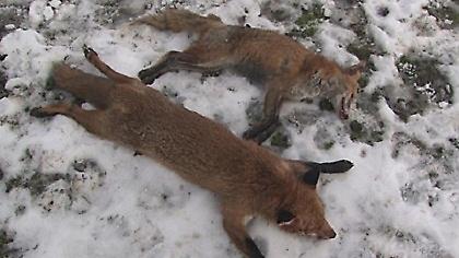 Η εμφάνιση της τεράστιας αλεπούς!